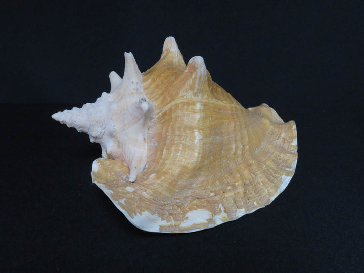 Conch Shell