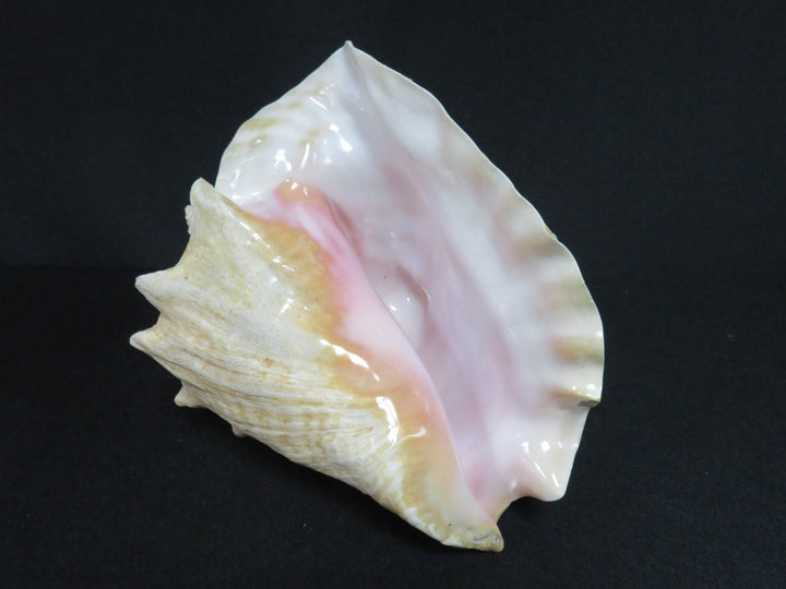 Conch Shell