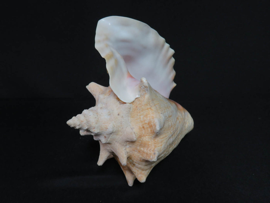Conch Shell