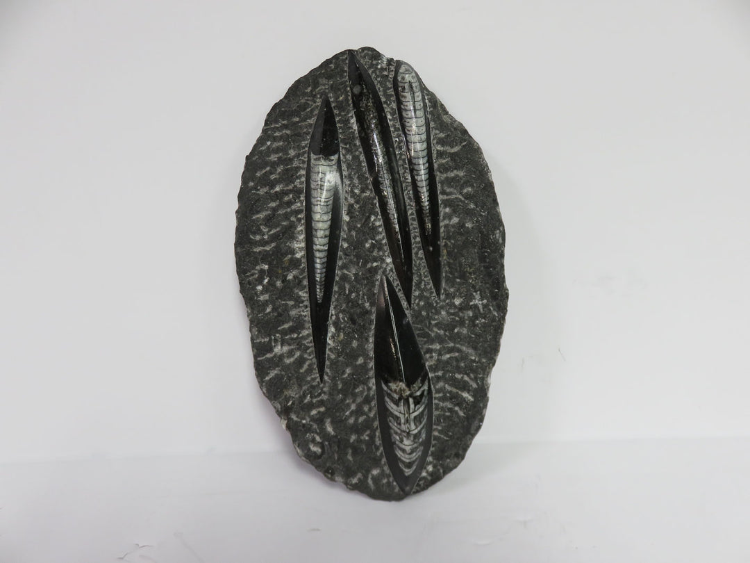 Polished Orthoceras Fossils