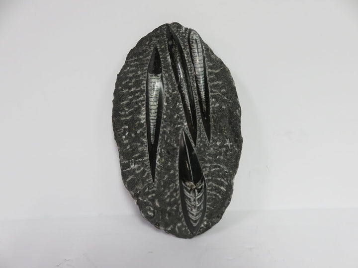 Polished Orthoceras Fossils