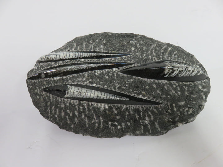 Polished Orthoceras Fossils