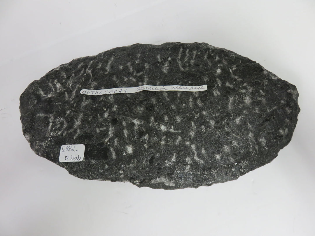 Polished Orthoceras Fossils