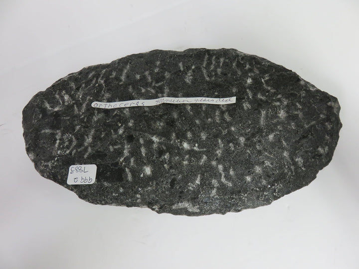 Polished Orthoceras Fossils