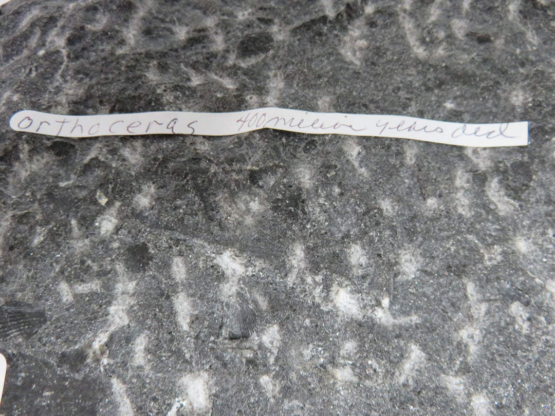 Polished Orthoceras Fossils