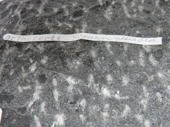 Polished Orthoceras Fossils