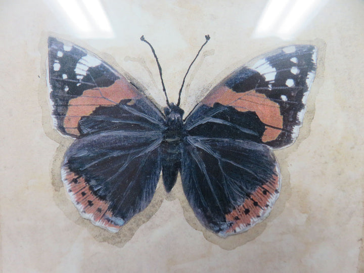 Butterfly Print