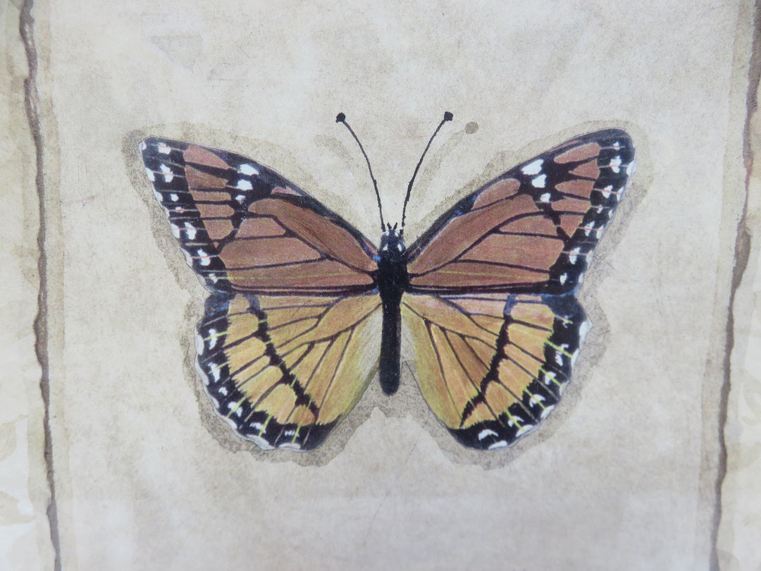 Butterfly Print