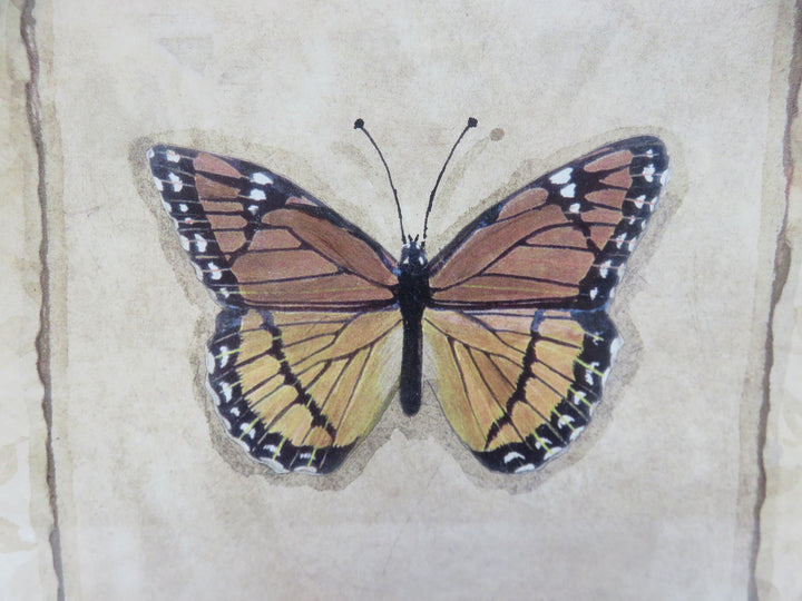 Butterfly Print