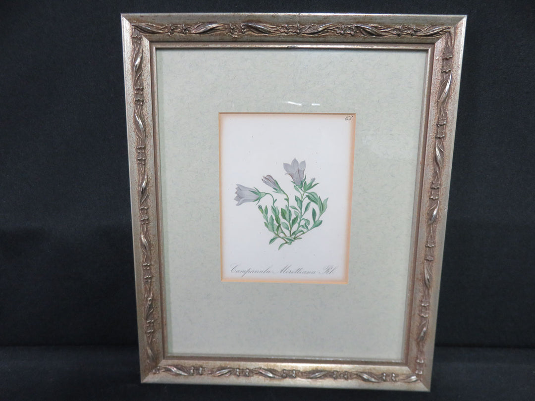 Antique Botanical Print