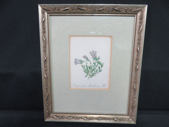 Antique Botanical Print
