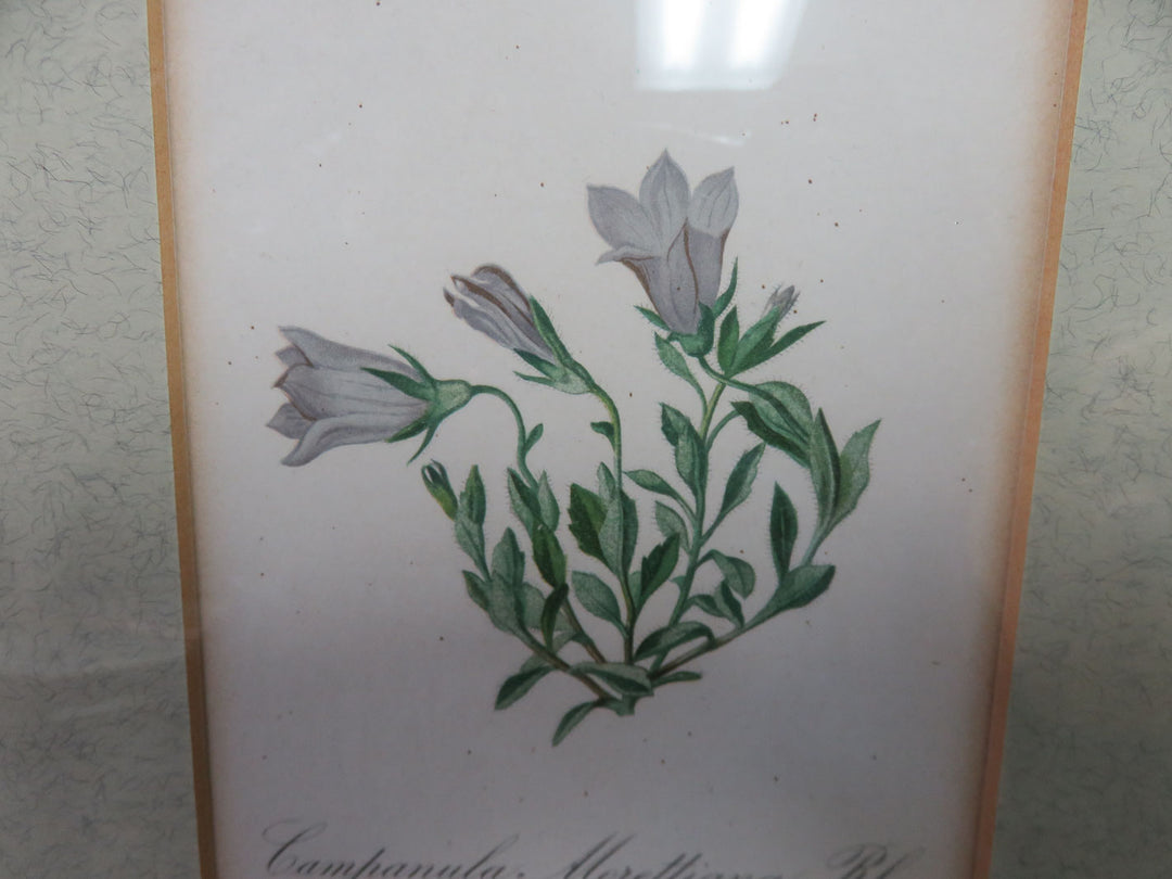 Antique Botanical Print