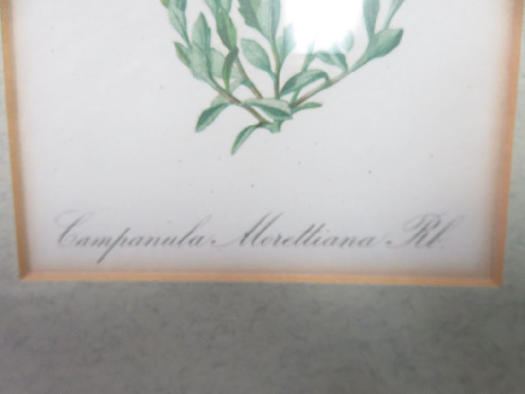 Antique Botanical Print