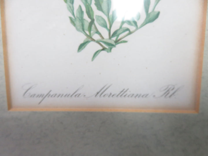 Antique Botanical Print