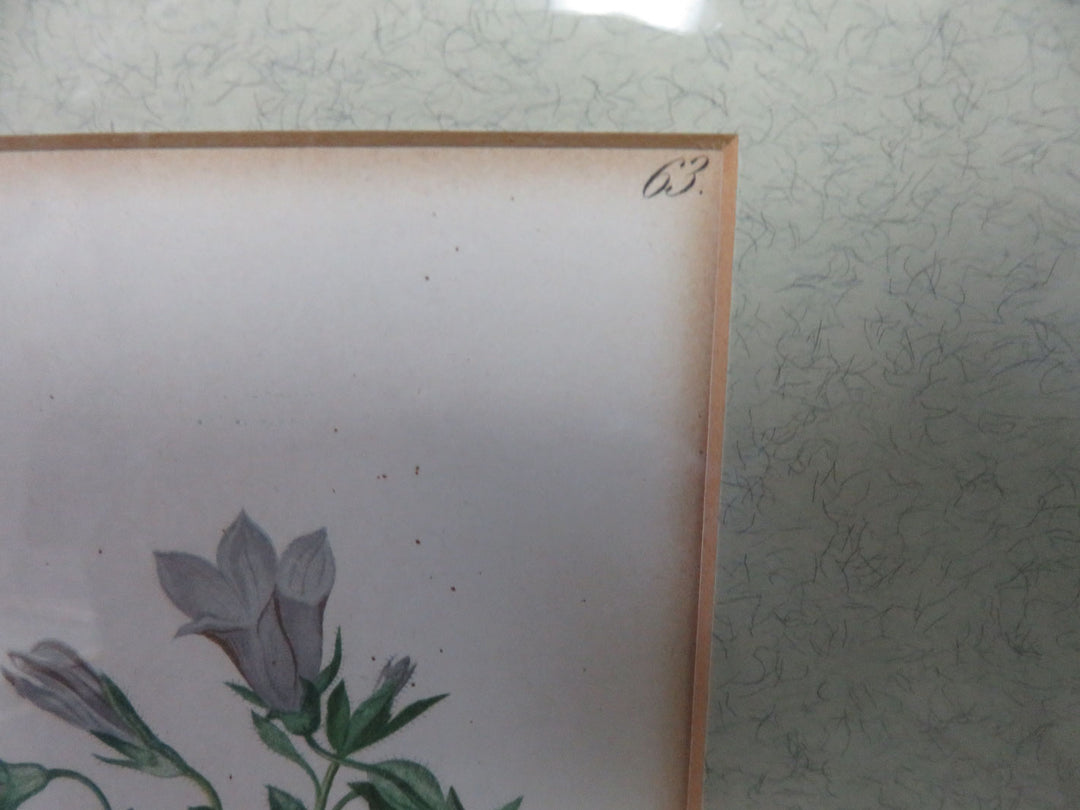Antique Botanical Print