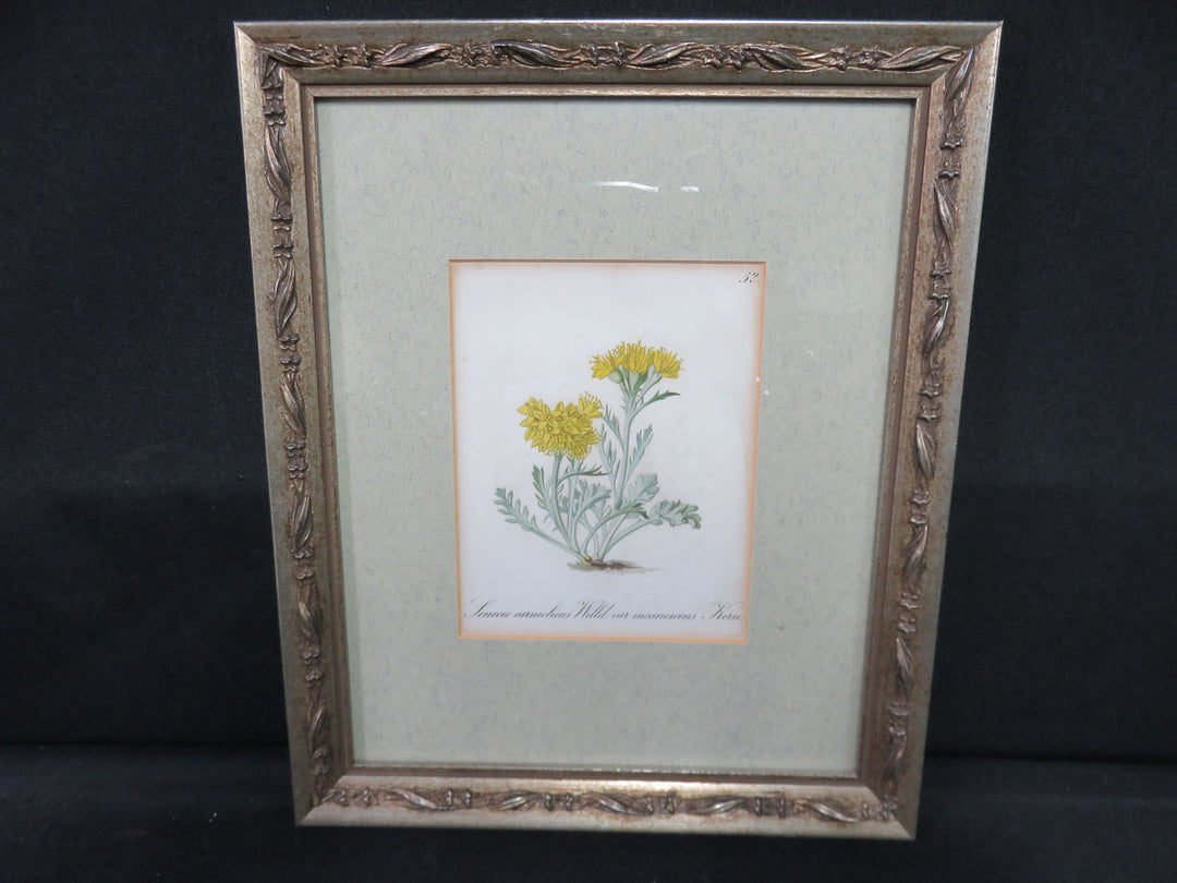 Antique Botanical Print