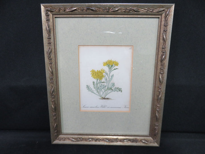 Antique Botanical Print