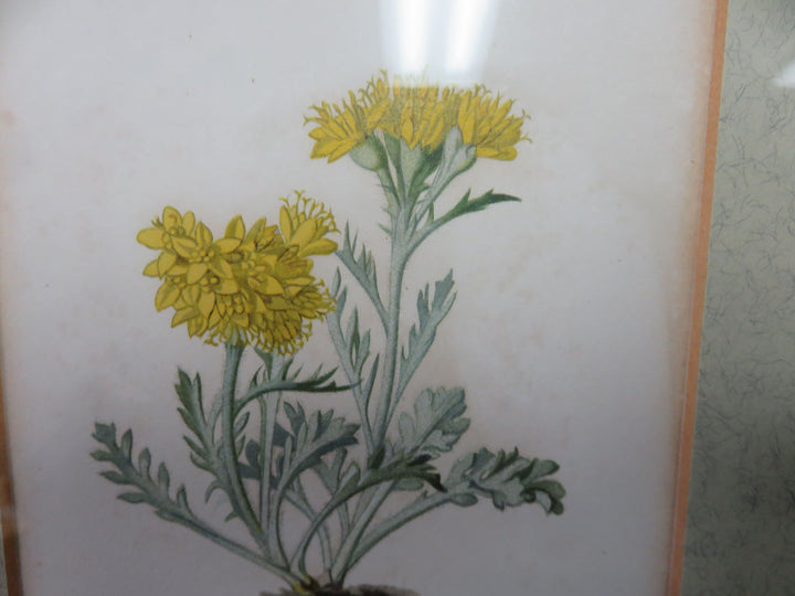 Antique Botanical Print