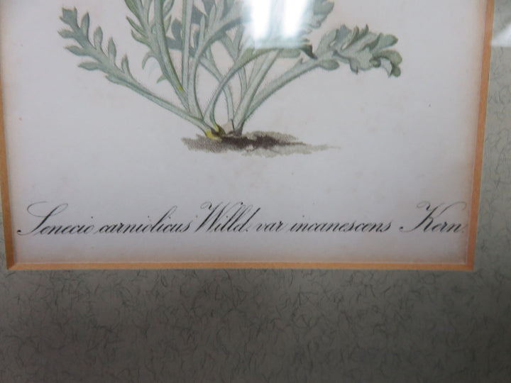 Antique Botanical Print