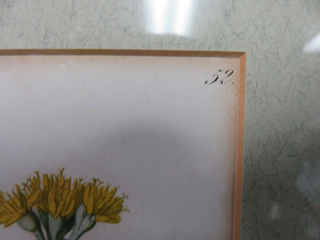 Antique Botanical Print