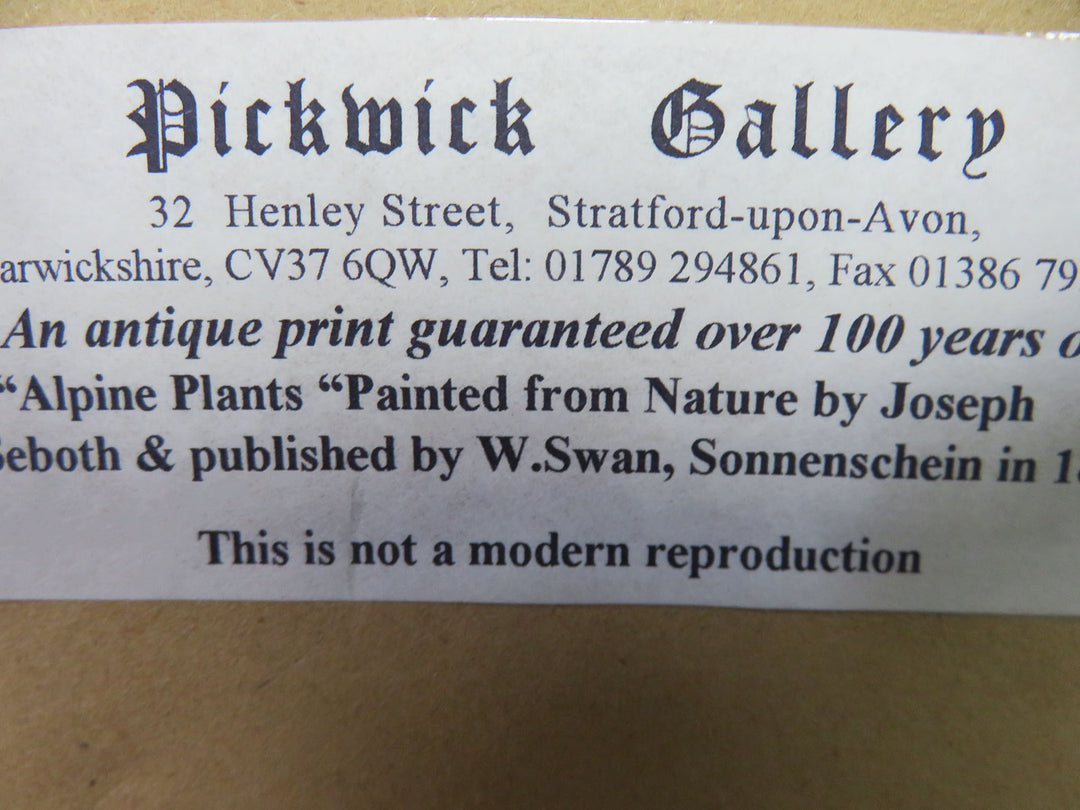 Antique Botanical Print