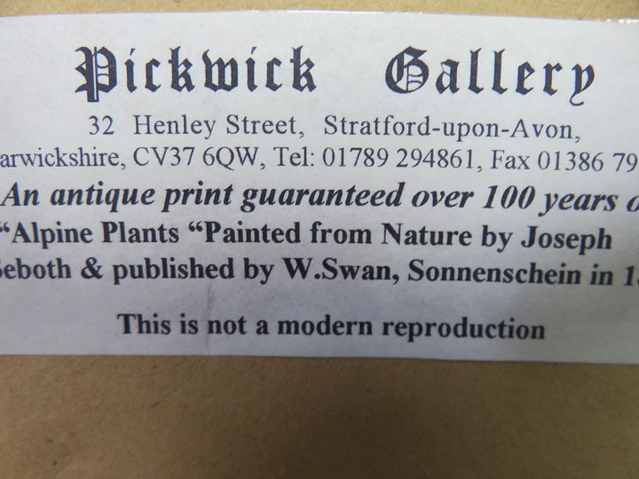 Antique Botanical Print