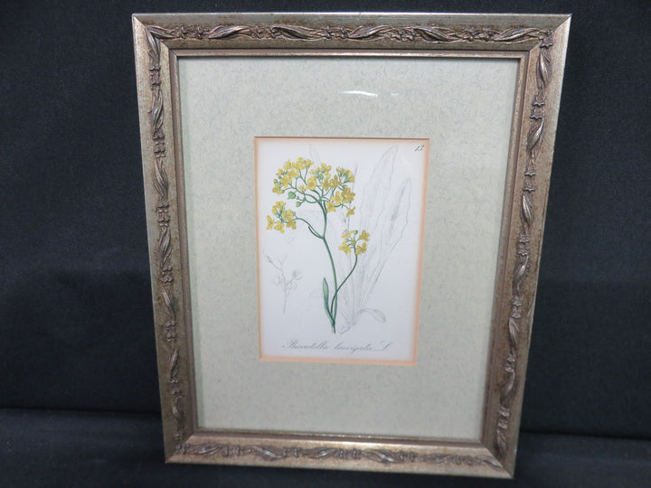 Antique Botanical Print