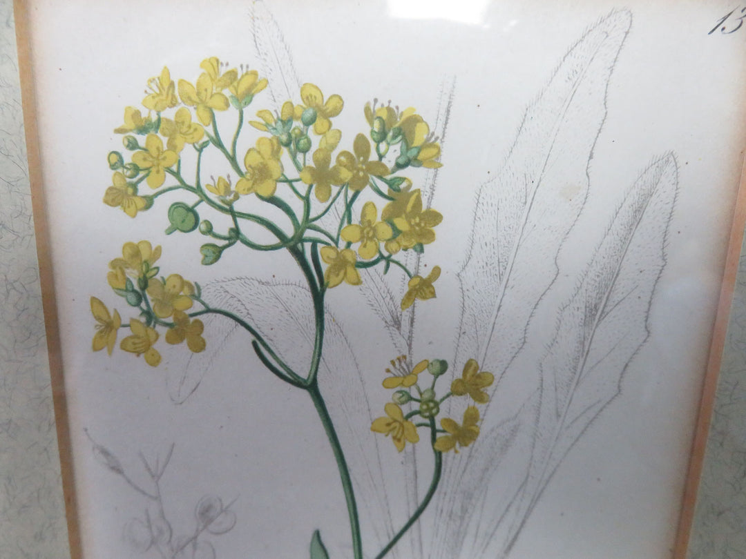 Antique Botanical Print