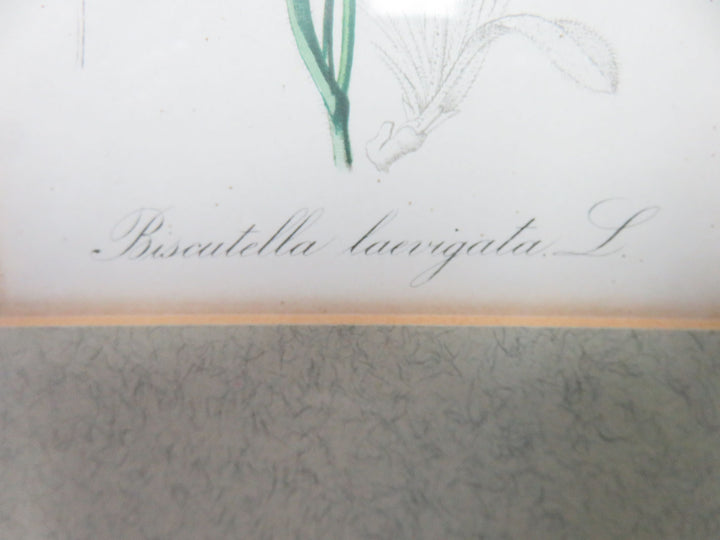 Antique Botanical Print