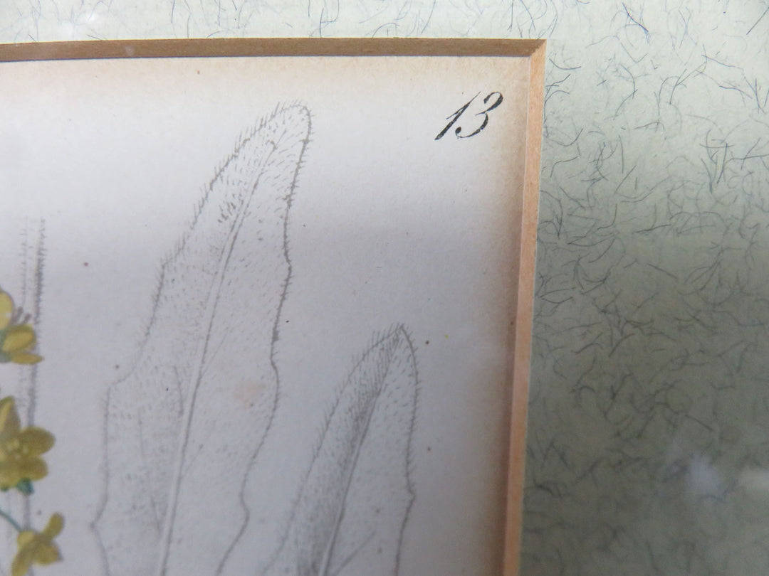 Antique Botanical Print