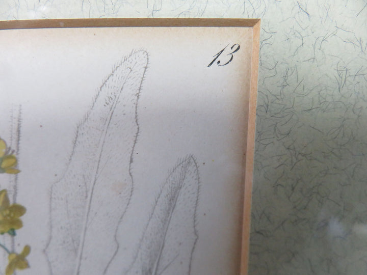 Antique Botanical Print