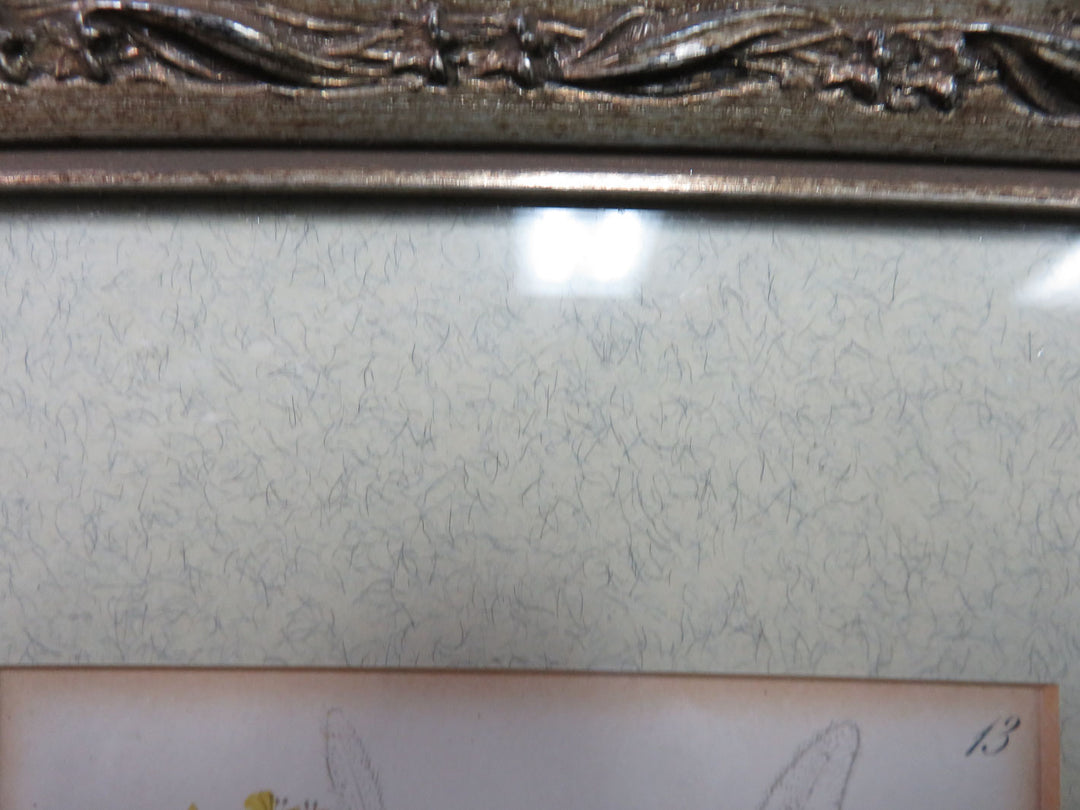 Antique Botanical Print