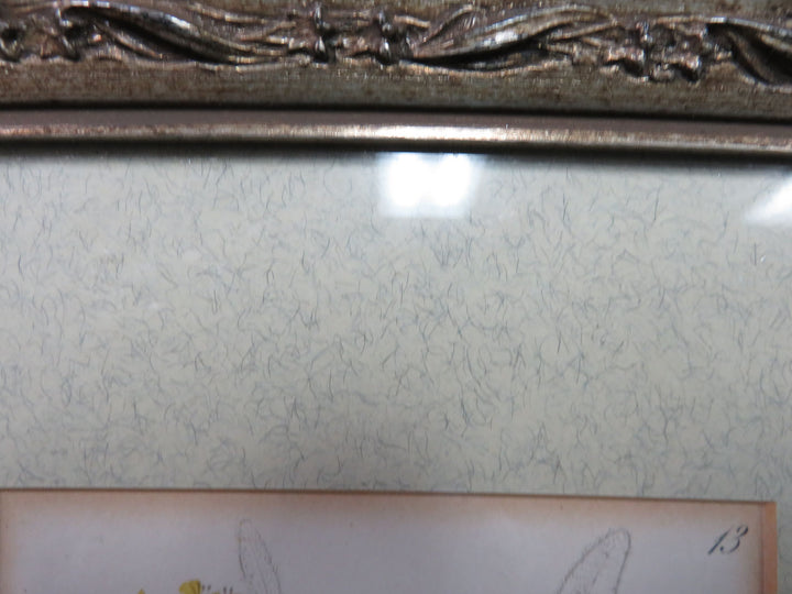 Antique Botanical Print