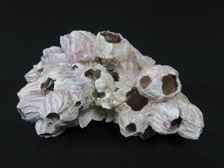 Shell Barnacle Cluster
