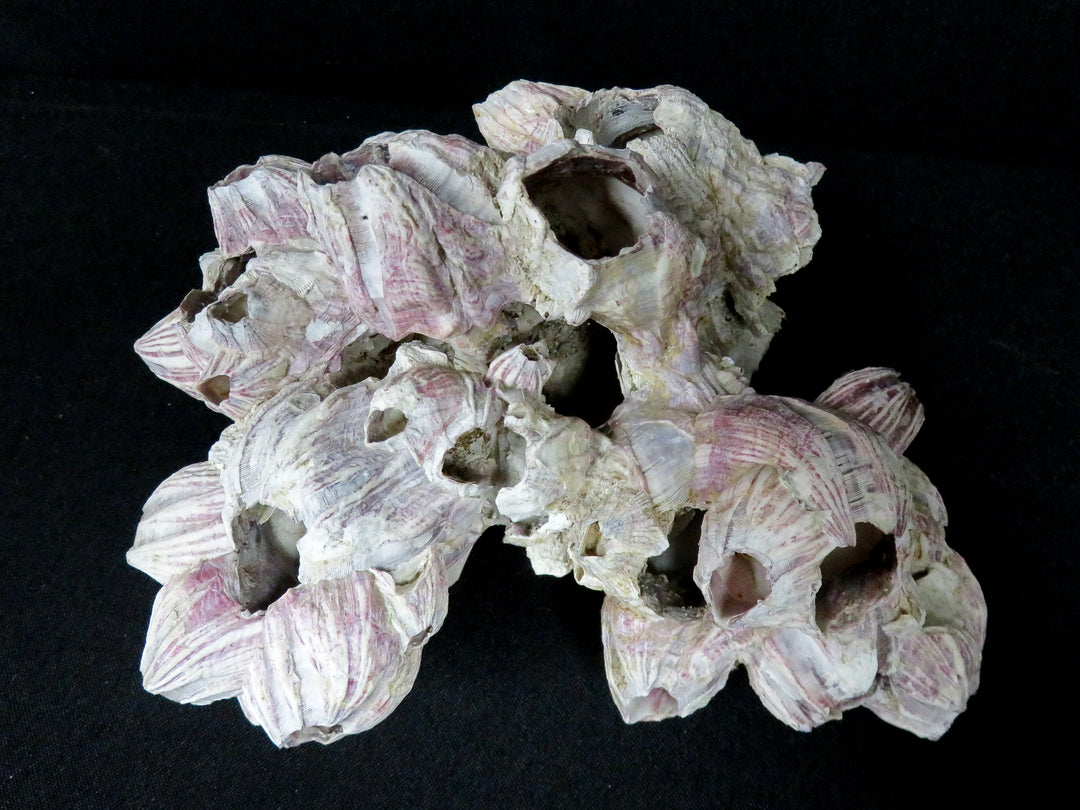 Shell Barnacle Cluster
