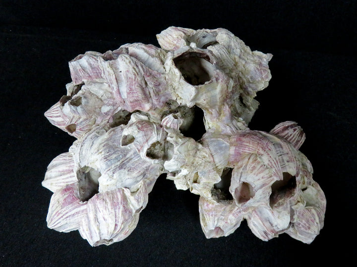 Shell Barnacle Cluster