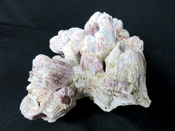 Shell Barnacle Cluster