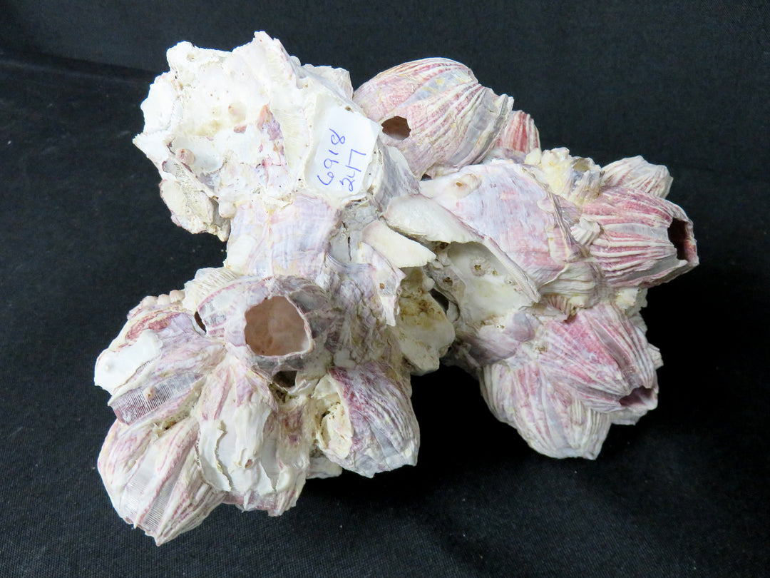 Shell Barnacle Cluster