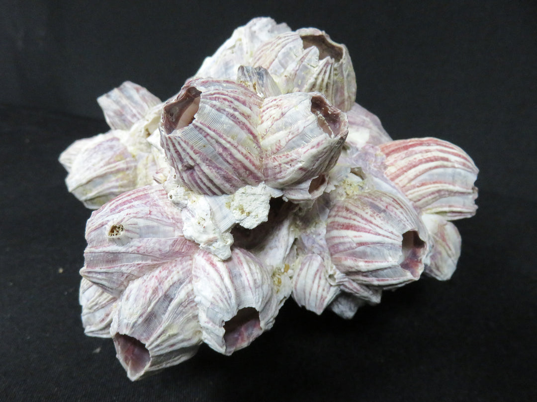 Shell Barnacle Cluster