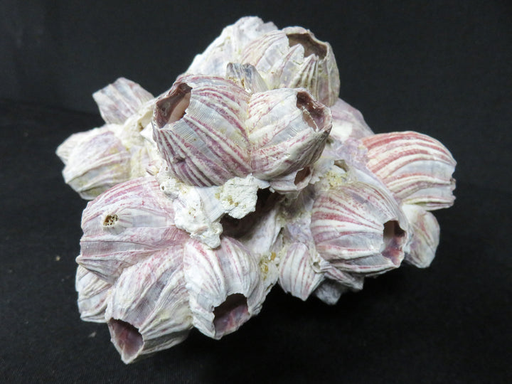 Shell Barnacle Cluster