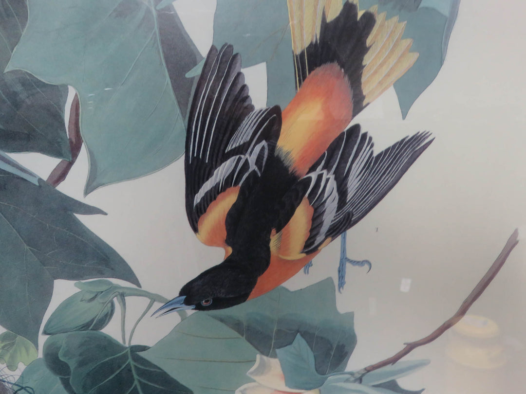 Audubon Print