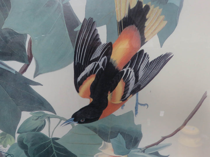 Audubon Print