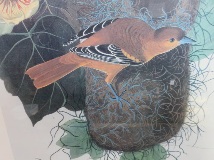 Audubon Print