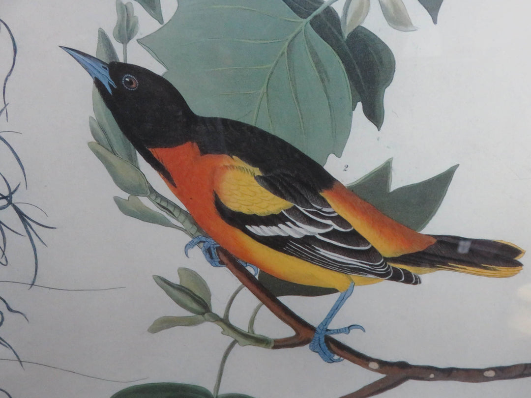 Audubon Print