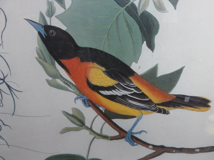 Audubon Print