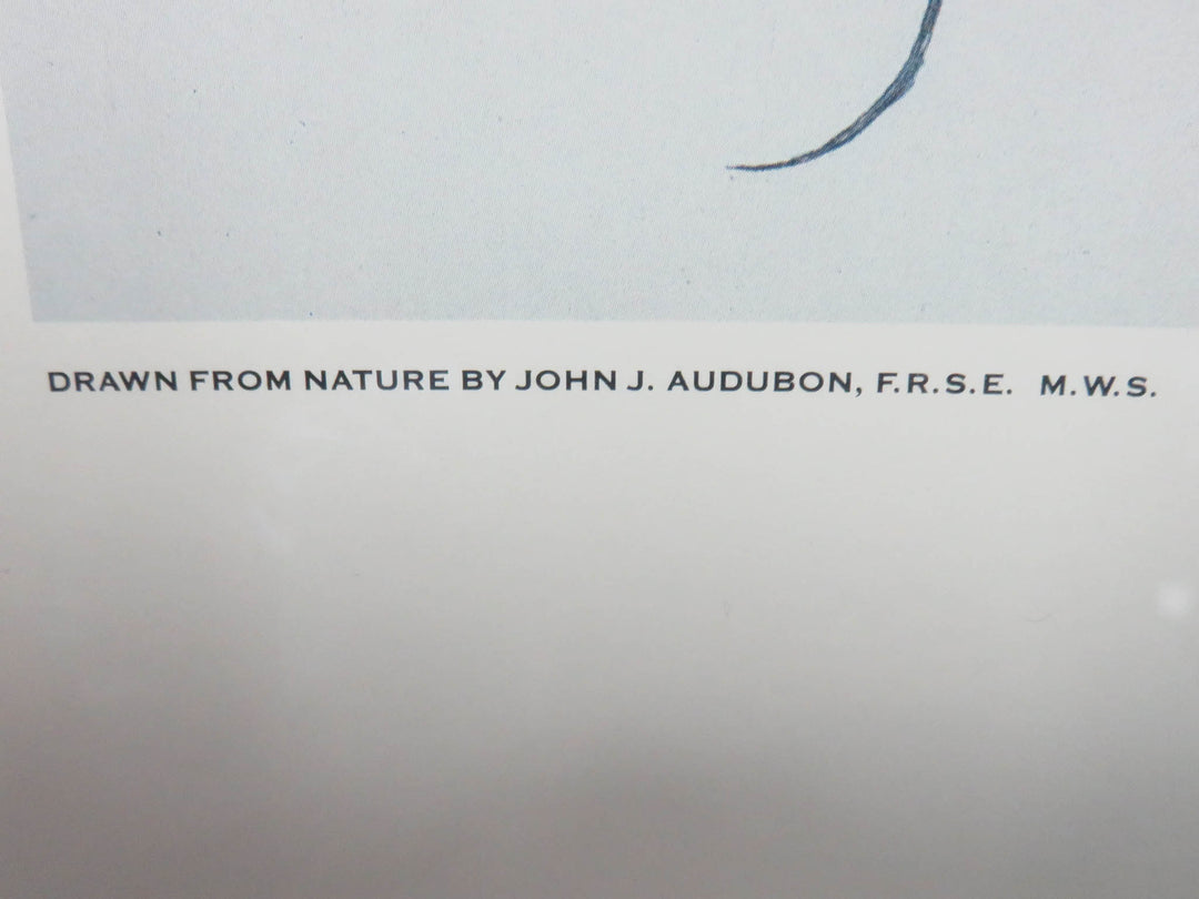 Audubon Print