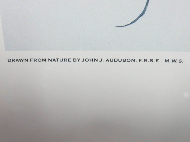 Audubon Print
