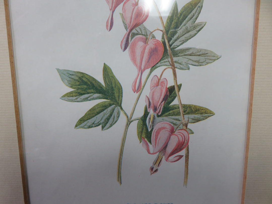 Botanical Print