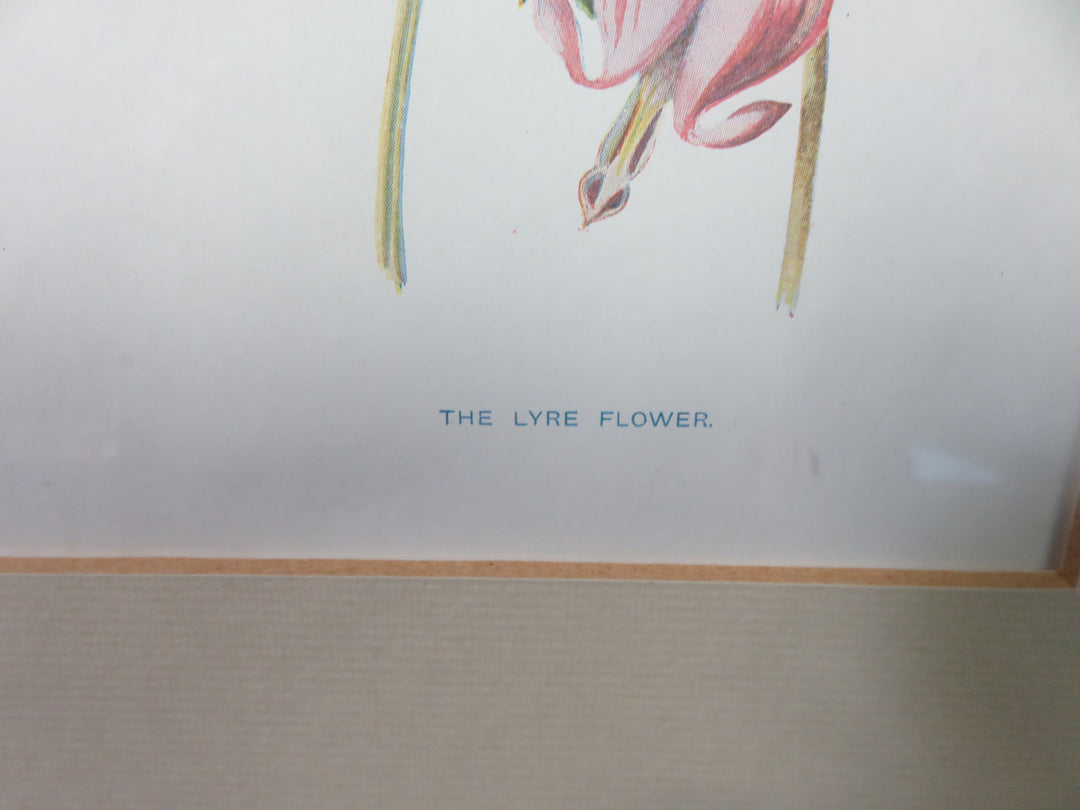 Botanical Print