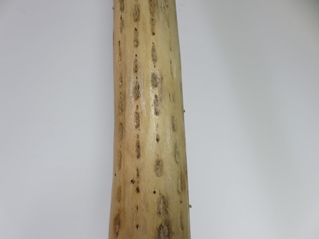 Cactus Rain Stick